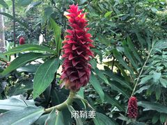 -广西壮族自治区药用植物园