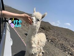 -新疆天山野生动物园