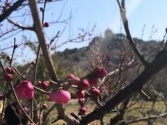 -林屋梅海青梅保护基地