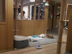 -CAT’S MEWSTAR CAFE·喵星球猫屋(晴湾咖啡店)