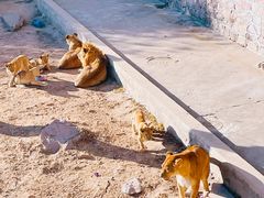 -西霞口神雕山野生动物世界