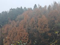 -山王坪喀斯特国家生态公园