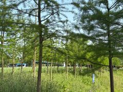 -合肥滨湖国家森林公园