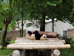 -卧龙中华大熊猫苑神树坪基地