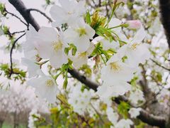 -花开海上生态园