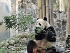 -都江堰中华大熊猫苑