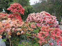 -梧桐山风景名胜区