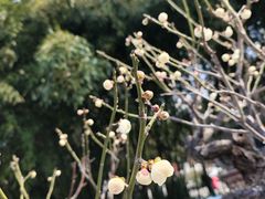 -南京古林公园