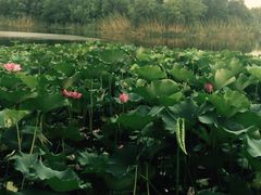 iphone_upload_pic-新江湾城公园