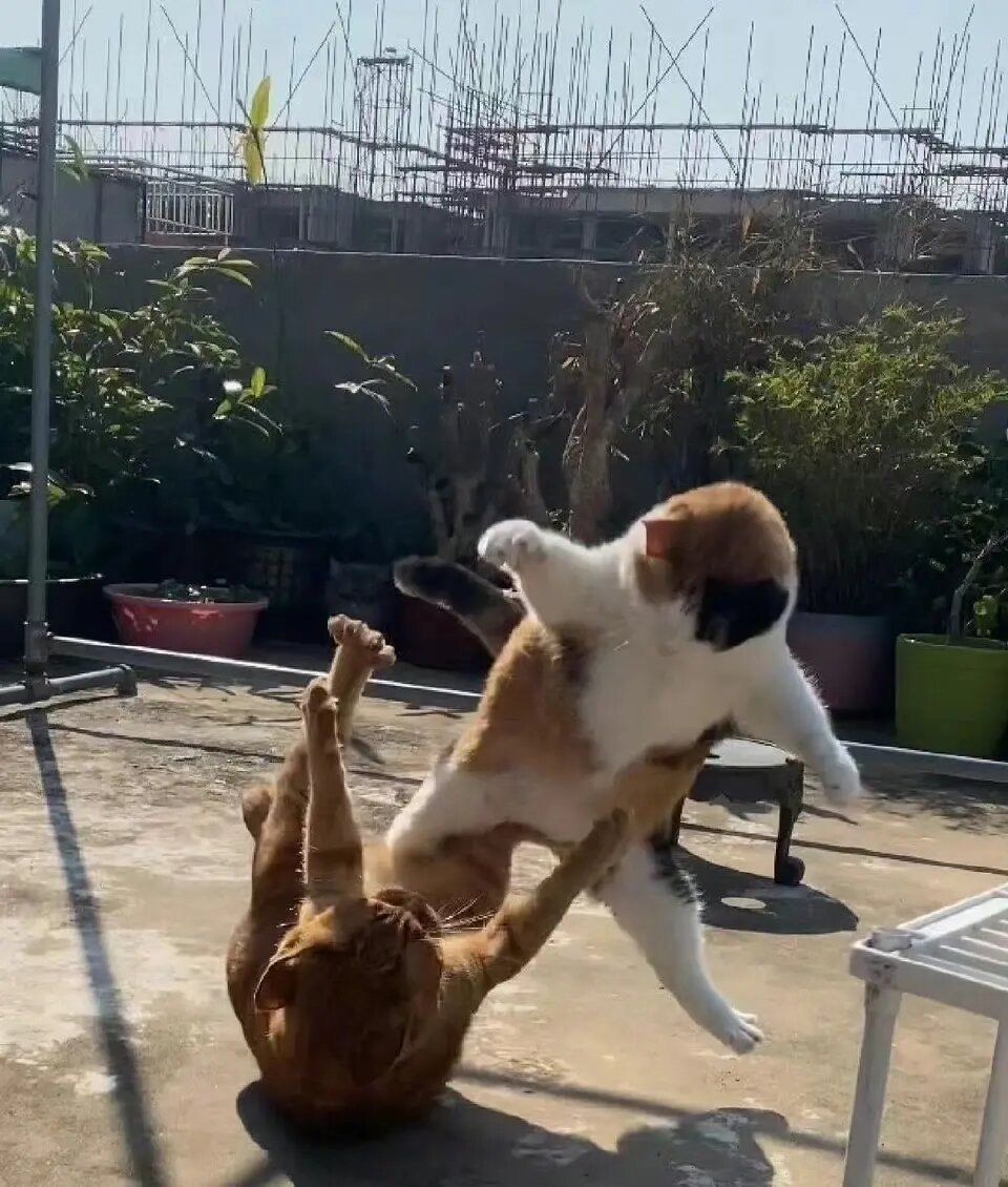 打架的猫,看戏的狗