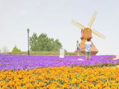 -杭州湾海上花田景区