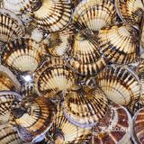 可以免费diy扇子？不来打卡亏大发了！ 