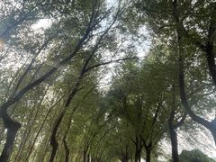 -丁香湖公园