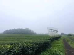 -雪绿茶博物馆