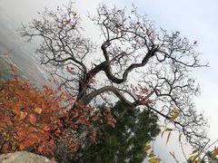 -北京鹫峰国家森林公园