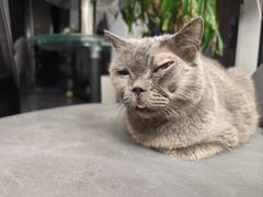 -北京赛佳动物医院