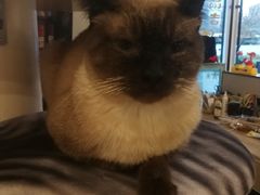 -飞行喵MR PILOT|猫舍·猫咖(静安大融城店)