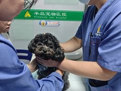 -半岛宠物医院24小时(科华中路店)