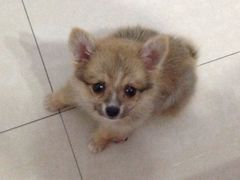 -比格比萨自助(云冈区步行街店)