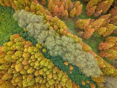 -黄海国家森林公园