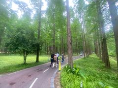 -黄海国家森林公园