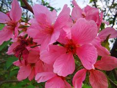 -天适樱花悠乐园