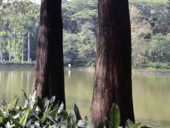 -大湾区中央湿地公园