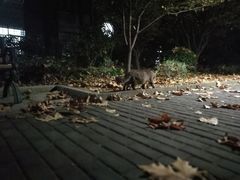 -复旦大学光华楼