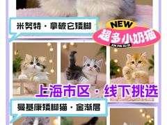 -麒麟缅因猫舍·十五年缅因猫选购中心
