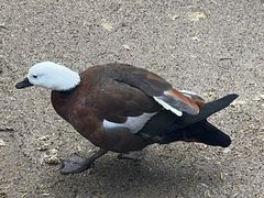 -费瑟代尔野生动物园