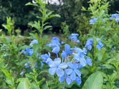 -松山湖梦幻百花洲