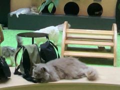 -爪爪喵星球·猫舍(卓悦中心店)