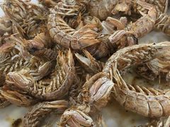 椒盐皮皮虾-北戴河庆山饭店·海鲜砂锅粥(北戴河黑石路店)
