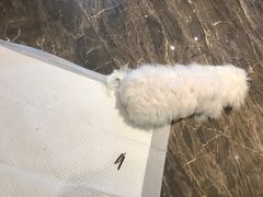 -派多格宠物·购宠(靛厂路店)