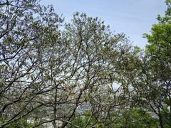 -庐山风景区花径公园