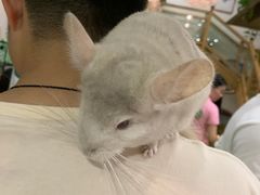 -藦茜花园宠物主题亲子互动体验馆(国顺东路店)