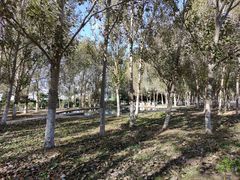 -长白岛森林公园