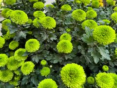 -杭州植物园