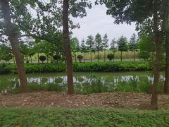 -合肥滨湖国家森林公园