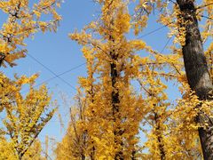 -百林公园-两江幸福广场