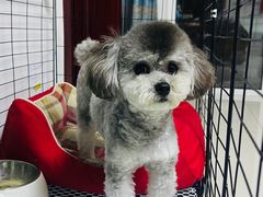 -宠福鑫康馨动物医院·骨科·眼科