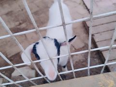 -武汉紫薇都市田园