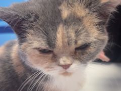 -瑞派福兴宠物医院犬猫全科·骨科·中西医结合(河东店)