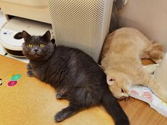 -COLOR PETS 撸猫馆·购猫·猫咖(长风大悦城店)