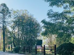-东平国家森林公园