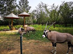 -大连森林动物园