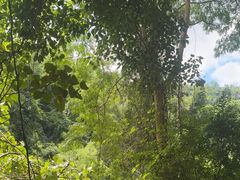 -西双版纳原始森林公园