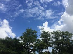 -王借岗森林公园