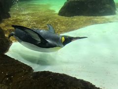 -悉尼海洋生物水族馆