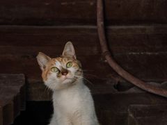 -龙华寺